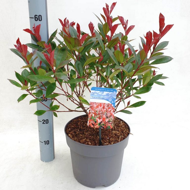 Photinia fras. ‘Carre Rouge’ – Van der Peijl Tuinplanten